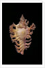 Chicoreus nobilis by Anonymous