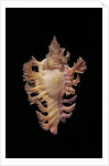 Chicoreus nobilis by Anonymous