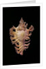 Chicoreus nobilis by Anonymous