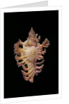 Chicoreus nobilis by Anonymous
