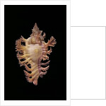 Chicoreus nobilis by Anonymous