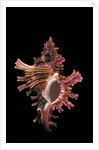 Chicoreus steeriae by Anonymous