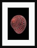 Clanculus pharaonius by Anonymous