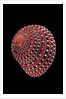 Clanculus pharaonius by Anonymous