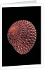 Clanculus pharaonius by Anonymous
