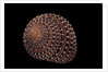 Clanculus pharaonius by Anonymous