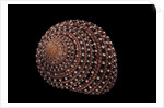 Clanculus pharaonius by Anonymous