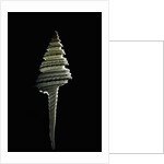 Columbarium juliae by Anonymous