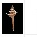 Columbarium pagoda by Anonymous