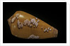 Conus behelokensis by Anonymous