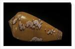 Conus behelokensis by Anonymous