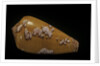 Conus behelokensis by Anonymous