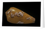 Conus behelokensis by Anonymous