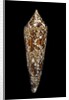 Conus bengalensis by Anonymous