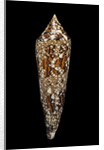Conus bengalensis by Anonymous