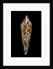 Conus bengalensis by Anonymous