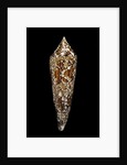 Conus bengalensis by Anonymous