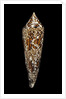 Conus bengalensis by Anonymous