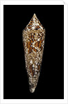 Conus bengalensis by Anonymous