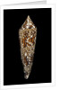 Conus bengalensis by Anonymous