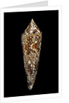Conus bengalensis by Anonymous