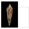 Conus bengalensis by Anonymous