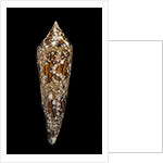 Conus bengalensis by Anonymous