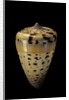 Conus betulinus by Anonymous