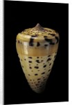 Conus betulinus by Anonymous
