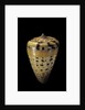 Conus betulinus by Anonymous