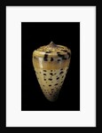 Conus betulinus by Anonymous
