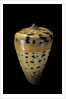 Conus betulinus by Anonymous