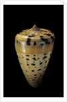 Conus betulinus by Anonymous