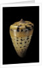 Conus betulinus by Anonymous