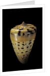 Conus betulinus by Anonymous