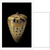 Conus betulinus by Anonymous