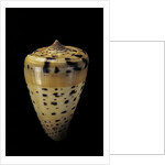 Conus betulinus by Anonymous