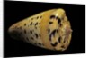 Conus betulinus by Anonymous