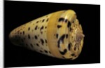 Conus betulinus by Anonymous
