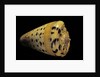Conus betulinus by Anonymous