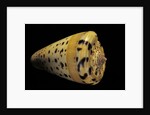 Conus betulinus by Anonymous