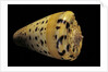 Conus betulinus by Anonymous