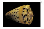 Conus betulinus by Anonymous