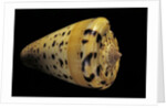 Conus betulinus by Anonymous