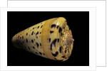 Conus betulinus by Anonymous