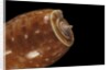 Conus bullatus by Anonymous