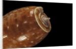 Conus bullatus by Anonymous