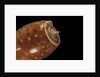 Conus bullatus by Anonymous