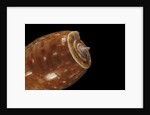 Conus bullatus by Anonymous