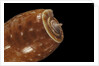 Conus bullatus by Anonymous